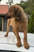 Purebred Boerboel Puppies (1-3 Months) - 4