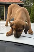 Purebred Boerboel Puppies (1-3 Months) - 5