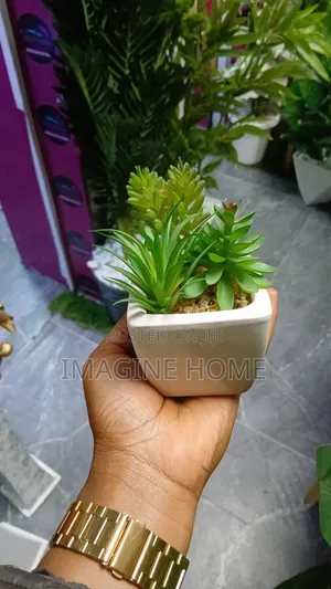 Maua ya Succulent - Mapambo ya Kifahari ya Ndani