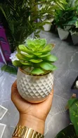 Maua ya Succulent - Mapambo ya Kifahari ya Ndani - 2