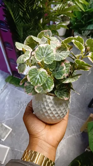 Elegant Succulent Flowers - Home Interiors