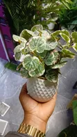 Elegant Succulent Flowers - Home Interiors - 1