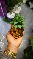 Elegant Succulent Flowers - Home Interiors - 2