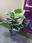 Mmea Bandia wa Better Homes & Gardens - 1