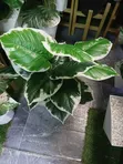 Mmea Bandia wa Better Homes & Gardens - 2