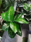 Mimea Bandia ya Luxury Touch - 2