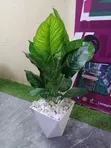 Mimea Bandia Mpya kutoka Better Homes & Gardens - 1