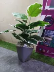 Mimea Bandia Mpya kutoka Better Homes & Gardens - 2