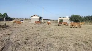 1/4 Acre Plot for Sale in Kitengela Milimani