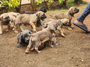 Female Purebred Boerboel Puppy, 2 Months Old