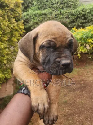 Female Purebred Boerboel Puppy, 2 Months Old