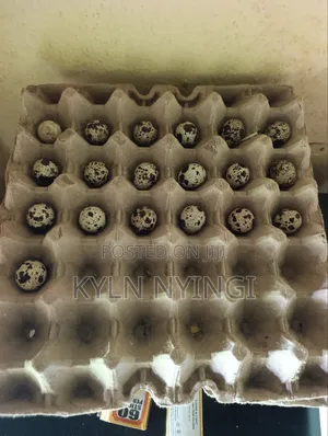 Quails and Quail Eggs