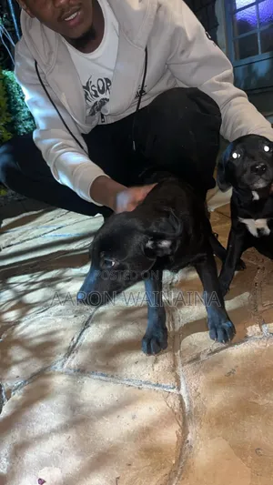 Mbwa wa Kike wa Mseto wa Labrador Retriever wa Miezi 3-6