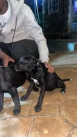 Mbwa wa Kike wa Mseto wa Labrador Retriever wa Miezi 3-6 - 2