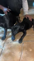 Mbwa wa Kike wa Mseto wa Labrador Retriever wa Miezi 3-6 - 3