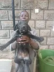 Female Mixed Breed Labrador Retriever, 6-12 Months - 2