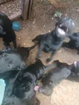 Female Mixed Breed Labrador Retriever, 6-12 Months - 3