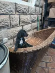 Female Mixed Breed Labrador Retriever, 6-12 Months - 5