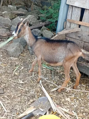 Dairy Goat for Sale