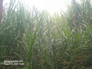 Nappir Grass Mature kwa Kulisha