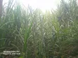 Nappir Grass Mature kwa Kulisha - 1
