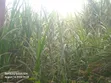 Nappir Grass Mature kwa Kulisha - 2
