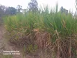 Nappir Grass Mature kwa Kulisha - 3