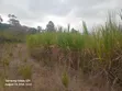 Nappir Grass Mature kwa Kulisha - 4