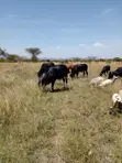 Viwanja Bora vya Eka 1 Lukenya - 3