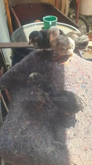 Kuku Kuchi