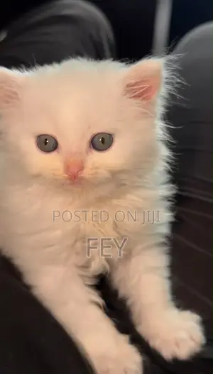Purebred Persian Kitten - 1-3 Months Male