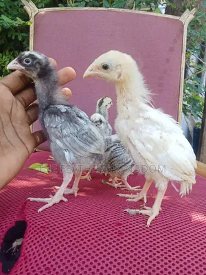 Indio Gigante Chicks - 3 Weeks Old
