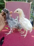 Indio Gigante Chicks - 3 Weeks Old - 1