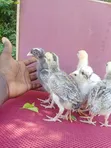 Indio Gigante Chicks - 3 Weeks Old - 2