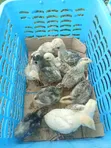 Indio Gigante Chicks - 3 Weeks Old - 3