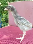 Indio Gigante Chicks - 3 Weeks Old - 4