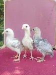 Indio Gigante Chicks - 3 Weeks Old - 5