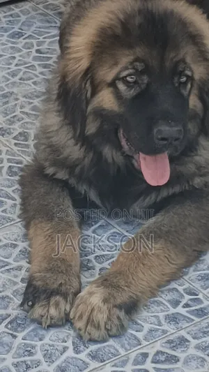 Purebred Caucasian Shepherd Puppy (1-3 Months)