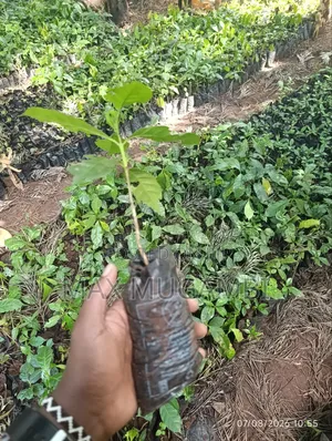 SL 28 Mizizi ya Kuunganisha