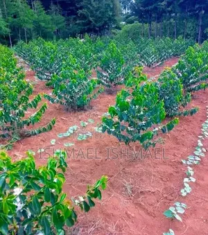 Grafted Coffee Seedlings