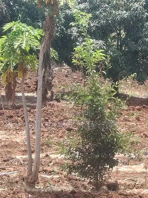 50x100 Plot for Sale in Makuyu