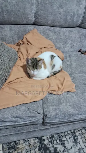 Female Mixed Breed Cat, 6-12 Months