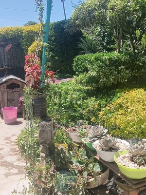 Maua ya Succulents Mzuri - Tayari kwa Mchukua
