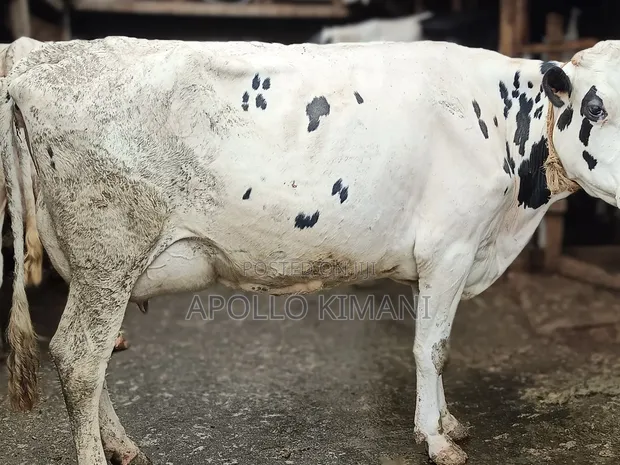 Dairy Cows for Sale - Assorted Pedigree - 1