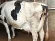 Dairy Cows for Sale - Assorted Pedigree - 2