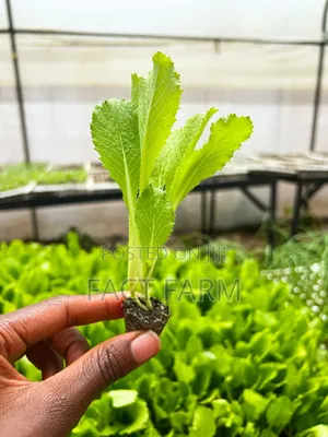 Mbegu za Kabichi ya Kichina - FaCT Farm