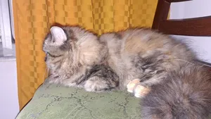 Ragdoll Safi wa Kiume - Miezi 3-6