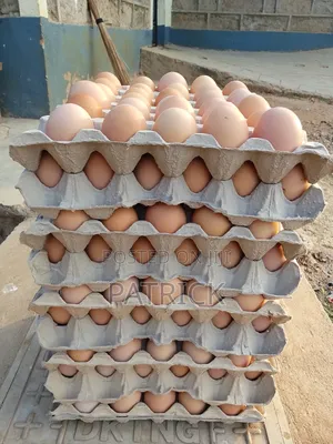 Fertilized Improved Kienyeji Eggs