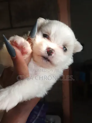 Purebred Maltese Puppies (1-3 Months)