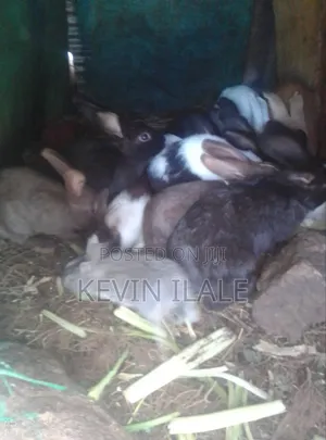 Rabbit - White Heath Breed